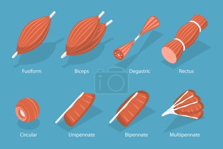 Illustration for 3D Isometric Flat Vector Set of Skeletal Fiber Muscle, Types of Tissue - Royalty Free Image