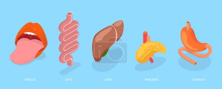 Téléchargez les illustrations : Illustration conceptuelle 3D vecteur plat isométrique de l'anatomie du système digestif, organes internes humains - en licence libre de droit