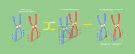 Téléchargez les illustrations : Illustration conceptuelle 3D vectorielle plane isométrique de croisement sur les chromosomes, recombinaison génétique - en licence libre de droit