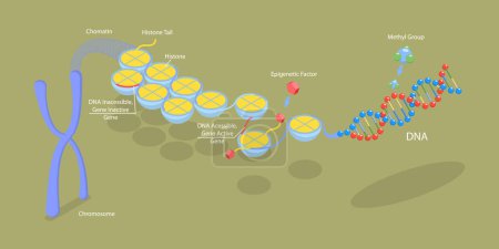 Ilustración de Ilustración conceptual del vector plano isométrico 3D de los mecanismos epigenéticos, esquema etiquetado educativo - Imagen libre de derechos