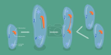 Ilustración de Ilustración conceptual del vector plano isométrico 3D de la reproducción asexual en protozoos, esquema educativo - Imagen libre de derechos
