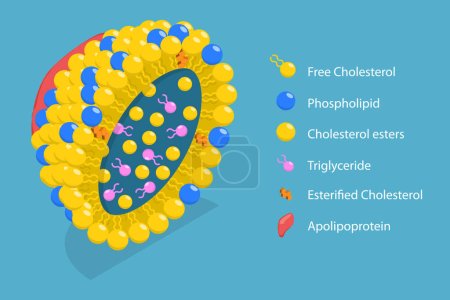 Illustration for 3D Isometric Flat Vector Conceptual Illustration of Chylomicron Structure, Lipoproteins of the Blood, LDL and HDL - Royalty Free Image