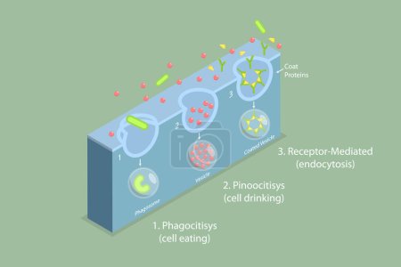 Illustration for 3D Isometric Flat Vector Conceptual Illustration of Endocytosis, Cell Transports Proteins into the Cell - Royalty Free Image