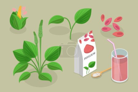 Téléchargez les illustrations : Illustration conceptuelle 3D vecteur plat isométrique de la plante de psyllium, fibre alimentaire végétalienne saine biologique - en licence libre de droit