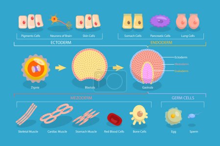 Illustration for 3D Isometric Flat Vector Conceptual Illustration of Endoderm, Mesoderm And Ectoderm, Educational Diagram - Royalty Free Image