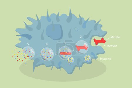 Illustration conceptuelle 3D du vecteur plat isométrique de la phagocytose, schéma éducatif marqué d'endocytose
