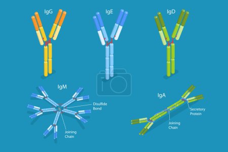 Illustration for 3D Isometric Flat Vector Conceptual Illustration of Different Types Of Immunoglobulins, Antibodies Structure - Royalty Free Image
