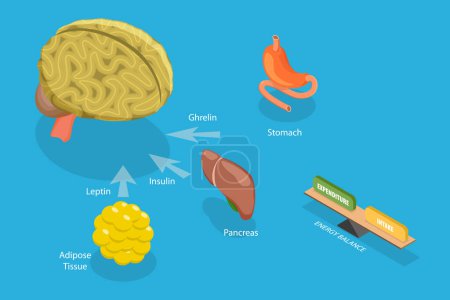 Illustration for 3D Isometric Flat Vector Conceptual Illustration of Control Of Food Intake, Appetite and Hunger Hormones - Royalty Free Image