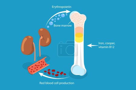 Illustration for 3D Isometric Flat Vector Conceptual Illustration of Erythropoietin, EPO Production From Kidney - Royalty Free Image