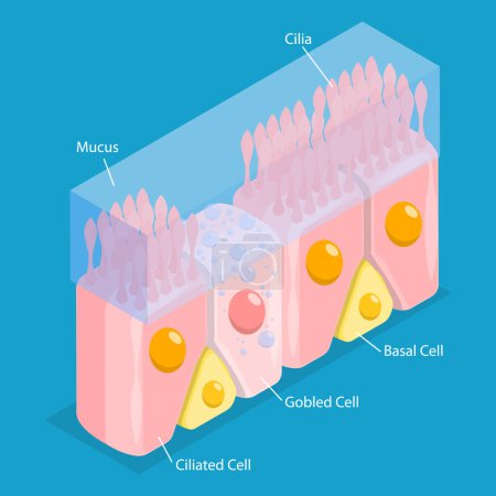 Ilustración conceptual del vector plano isométrico 3D de las células nasales de la mucosa, diagrama educativo médico