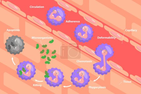 Illustration for 3D Isometric Flat Vector Conceptual Illustration of Neutrophil, Educational Scheme - Royalty Free Image