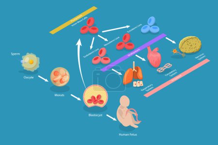 Illustration for 3D Isometric Flat Vector Conceptual Illustration of Totipotent Cells, Educational Scheme - Royalty Free Image