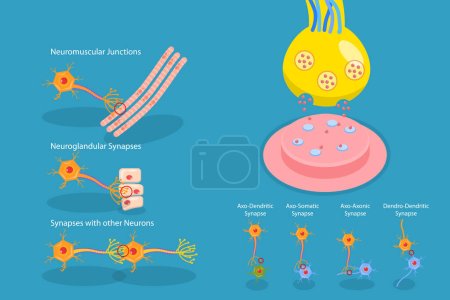Illustration for 3D Isometric Flat Vector Conceptual Illustration of Synapse, Neuromuscular Junction - Royalty Free Image