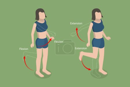 3D Isometric Flat Vector Conceptual Illustration of Flexion And Extension, Human Body Movement