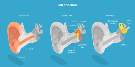 Ilustración de Ilustración conceptual del vector plano isométrico 3D de la anatomía del oído humano, esquema médico etiquetado - Imagen libre de derechos