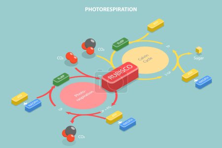 Illustration for 3D Isometric Flat Vector Conceptual Illustration of Photorespiration, Oxidative Photosynthetic Carbon Cycle - Royalty Free Image