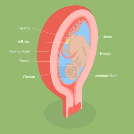 Ilustración de Ilustración conceptual del vector plano isométrico 3D de la estructura anatómica de la placenta, diagrama etiquetado Aducational - Imagen libre de derechos