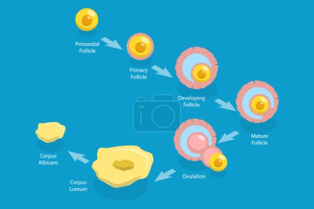 Illustration for 3D Isometric Flat Vector Conceptual Illustration of Menstrual Cycle, Luteal and Follicular Phases - Royalty Free Image