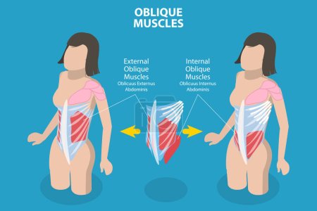 Illustration for 3D Isometric Flat Vector Conceptual Illustration of Internal Oblique Muscles, Anatomical Scheme - Royalty Free Image