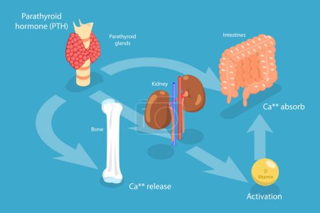 Illustration for 3D Isometric Flat Vector Conceptual Illustration of Parathyroid Hormone And Calcium Metabolism, Human Endocrine System - Royalty Free Image