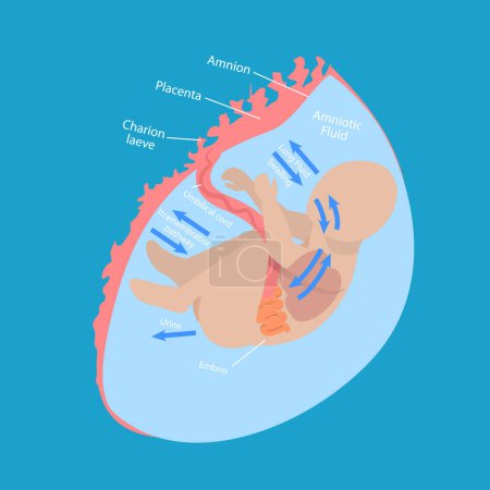 3D Isometric Flat Vector Conceptual Illustration of Fetal Water Flow, Medical Unborn Baby Functionality