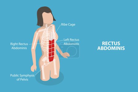 Illustration for 3D Isometric Flat Vector Conceptual Illustration of Rectus Abdominis, Core Muscle Anatomy - Royalty Free Image