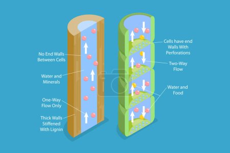 Illustration for 3D Isometric Flat Vector Conceptual Illustration of Xylem And Phloem Water, Labeled Biological Structure Scheme - Royalty Free Image