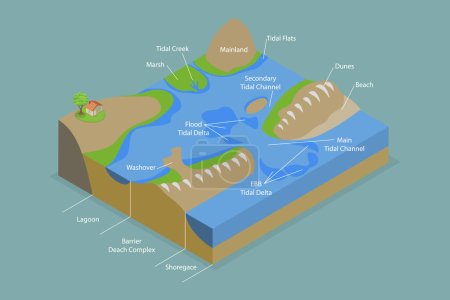 Illustration for 3D Isometric Flat Vector Conceptual Illustration of Barrier Island System, Educational Diagram - Royalty Free Image