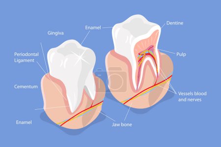 Téléchargez les illustrations : Illustration conceptuelle 3D vectorielle plane isométrique de la structure dentaire, anatomie dentaire - en licence libre de droit