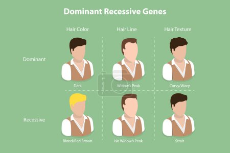 Illustration for 3D Isometric Flat Vector Conceptual Illustration of Dominant Recessive Genes, Educational Explanation - Royalty Free Image