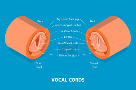 Téléchargez les illustrations : Illustration conceptuelle 3D du vecteur plat isométrique des cordes vocales, schéma médical éducatif - en licence libre de droit
