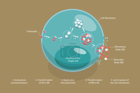 Illustration for 3D Isometric Flat Vector Conceptual Illustration of Chlamydia Life Cycle, Sexually Transmitted Disease - Royalty Free Image