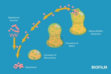 Ilustración conceptual de vectores planos isométricos 3D de etapas de formación de biopelícula, ciclo de vida de Staphylococcus Aureus