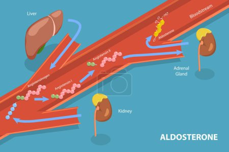 Illustration for 3D Isometric Flat Vector Conceptual Illustration of Aldosterone Mineralocorticoid Steroid Hormone Release, Educational Diagram - Royalty Free Image