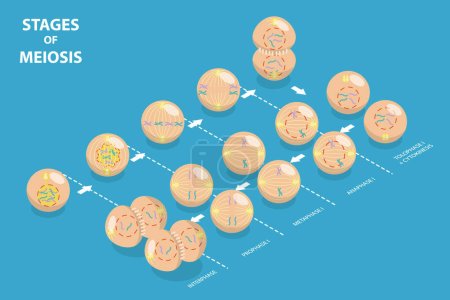 Ilustración de Ilustración conceptual plana isométrica 3D del vector de las etapas de la meiosis, diagrama educativo - Imagen libre de derechos