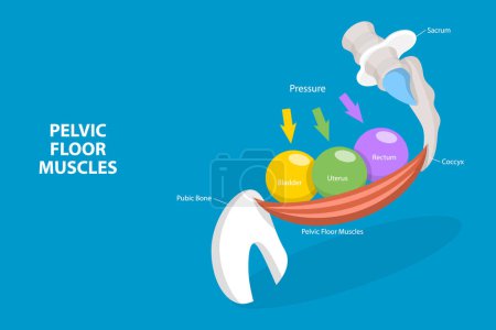 Illustration for 3D Isometric Flat Vector Conceptual Illustration of Pelvic Floor Muscles, Educational Diagram - Royalty Free Image