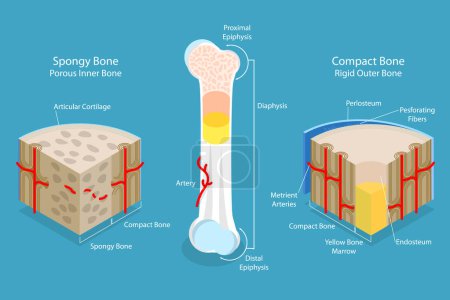 Illustration for 3D Isometric Flat Vector Conceptual Illustration of Spongy Vs Compact Bone, Educational Diagram - Royalty Free Image