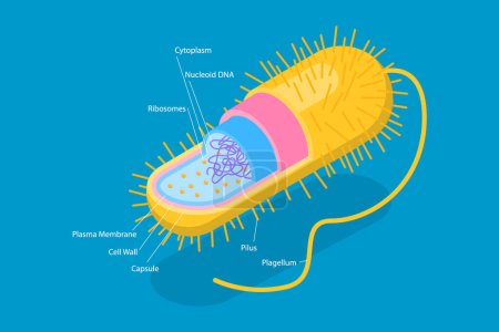 Téléchargez les illustrations : 3D Isometric Flat Vector Conceptual Illustration of Archaebacteria, Anatomical Bacteria Structure - en licence libre de droit