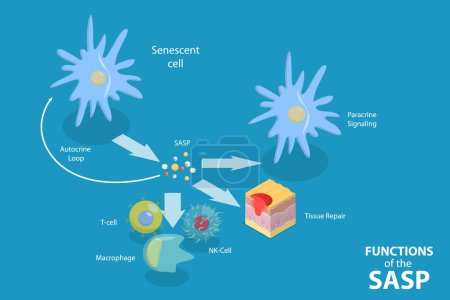 Illustration for 3D Isometric Flat Vector Conceptual Illustration of Functions Of The SASP, Cellular Senescence - Royalty Free Image