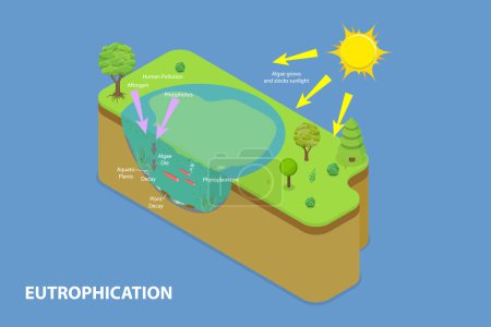 Illustration for 3D Isometric Flat Vector Conceptual Illustration of Eutrophication, Euphotic Zone - Royalty Free Image