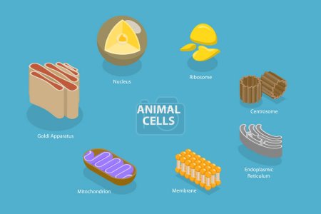 Téléchargez les illustrations : 3D Isometric Flat Vector Conceptual Illustration of Animal Cells, Educational Diagram - en licence libre de droit