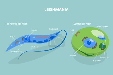 Illustration for 3D Isometric Flat Vector Conceptual Illustration of Structure of Leishmania, Educational Diagram - Royalty Free Image
