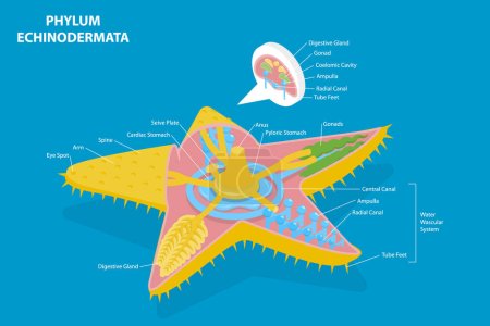 Illustration for 3D Isometric Flat Vector Conceptual Illustration of Phylum Echinodermata, Starfish Anatomy, Educational Scheme - Royalty Free Image