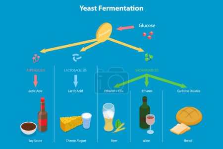Illustration for 3D Isometric Flat Vector Conceptual Illustration of Yeast Fermentation, Sugar plus Yeast Without Oxygen - Royalty Free Image