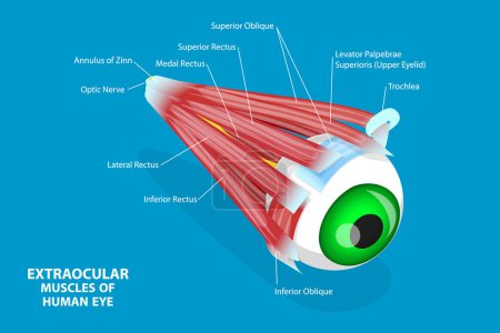 Ilustración de Ilustración conceptual del vector plano isométrico 3D de los músculos extraoculares del ojo humano, diagrama médico educativo - Imagen libre de derechos