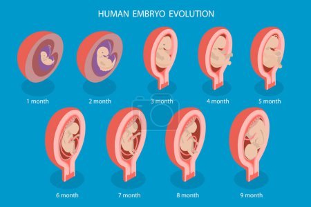 Téléchargez les illustrations : Illustration conceptuelle 3D du vecteur plat isométrique de l'évolution des embryons humains, de la médecine et de la santé prénatale - en licence libre de droit