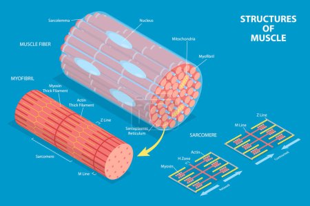 Illustration for 3D Isometric Flat Vector Conceptual Illustration of Structures Of Muscle , Medical Educational Diagram - Royalty Free Image