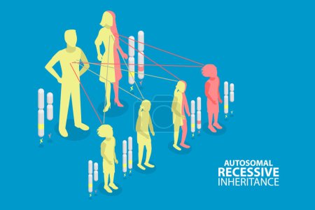 Illustration for 3D Isometric Flat Vector Conceptual Illustration of Autosomal Recessive Inheritance, Dominant and Recessive Genes - Royalty Free Image
