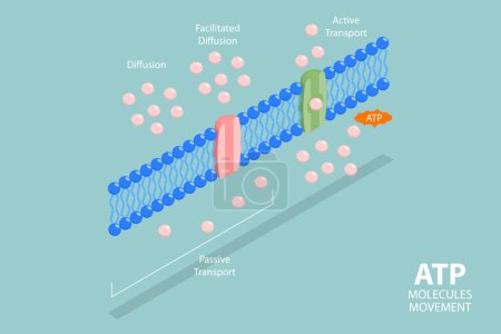 Ilustración de Ilustración conceptual de vectores planos isométricos 3D de moléculas Movimiento ATP, transporte pasivo frente a transporte de células activas - Imagen libre de derechos