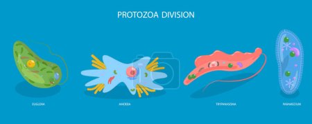 Illustration for Flat Vector Conceptual Illustration of Protozoa Division, Educational Schema - Royalty Free Image